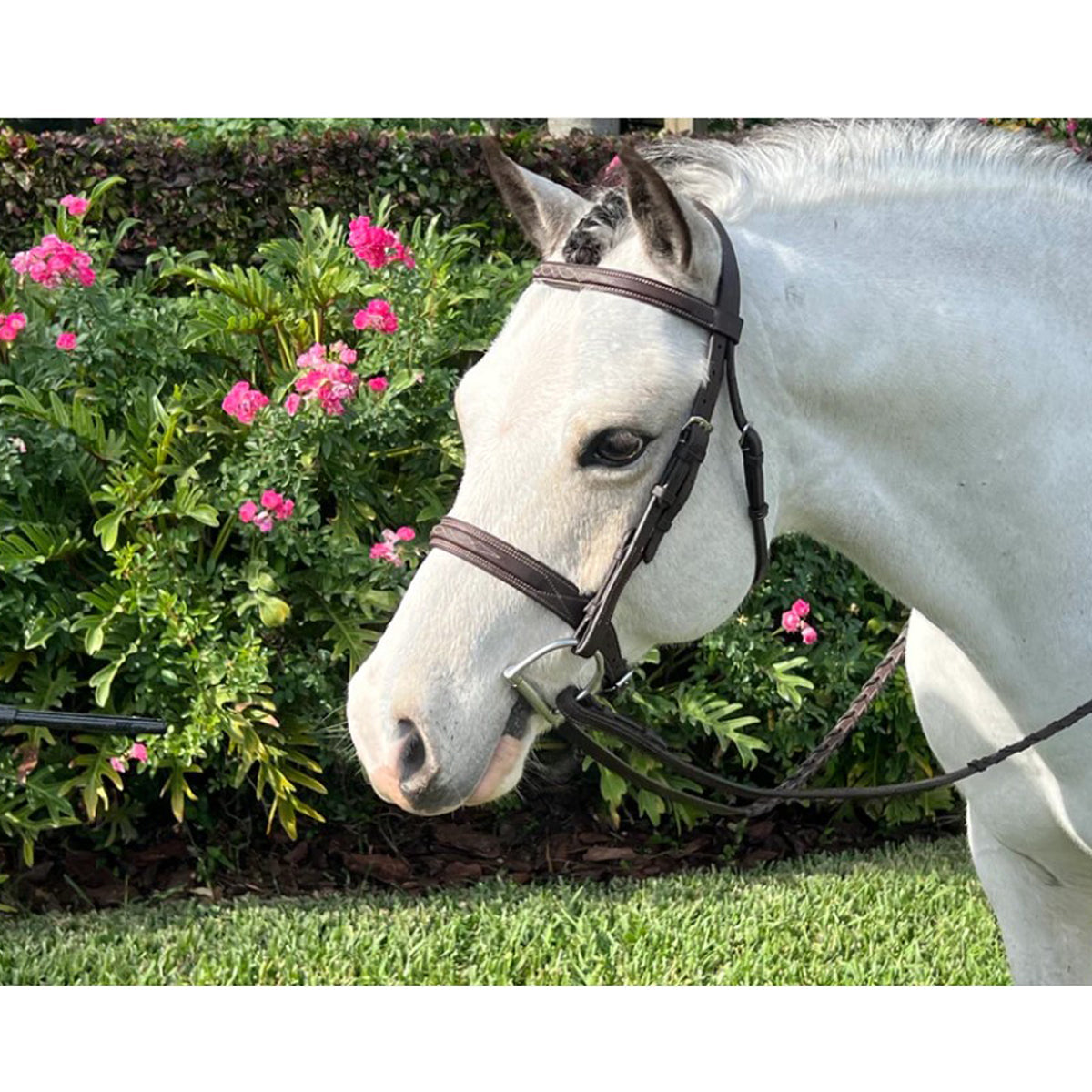 Belle and Bow Equestrian Pony Sugarbrook Bridle