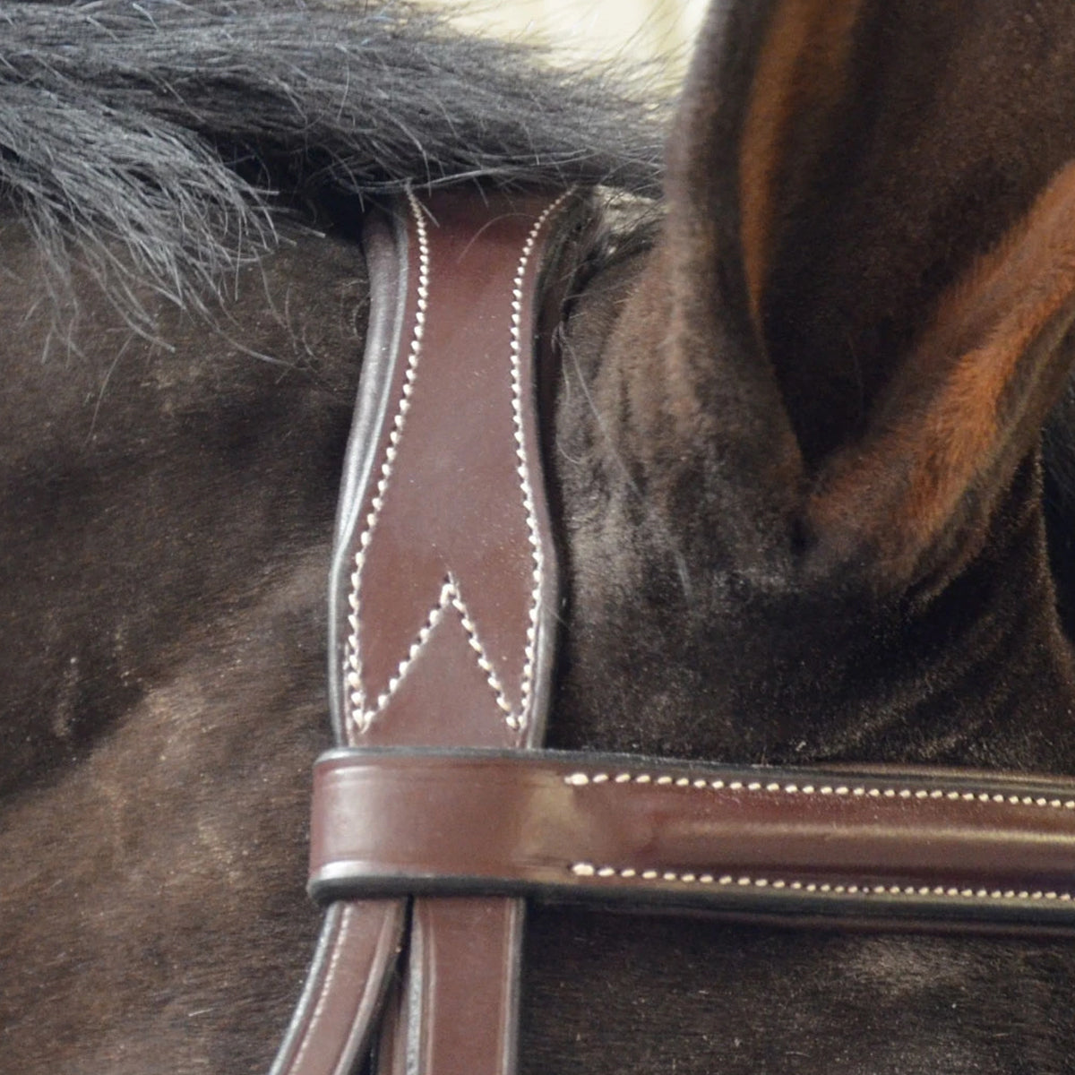 Black Oak by KL Select Cyprus Hunter Bridle